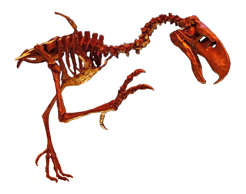 Phorusrhacidae