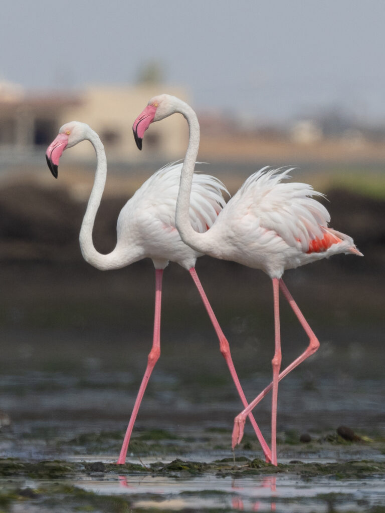 Plameňák růžový (Phoenicopterus roseus)