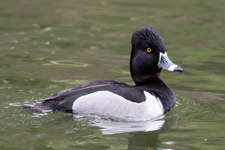 Polák proužkozobý (Aythya collaris)