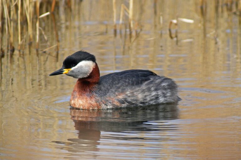 Potápka rudokrká Potápka rudokrká (Podiceps grisegena)