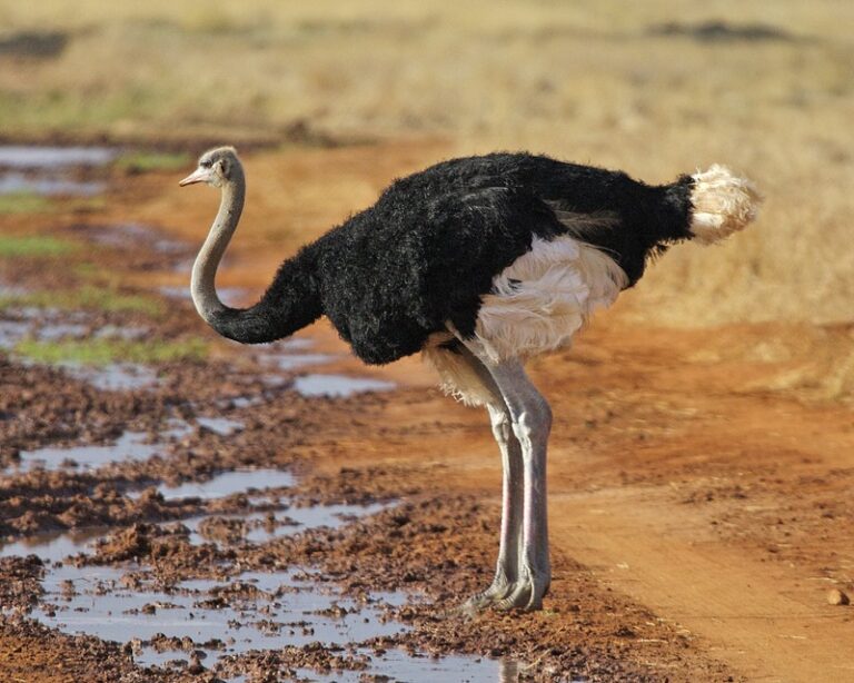 Pštros dvouprstý (Struthio camelus)