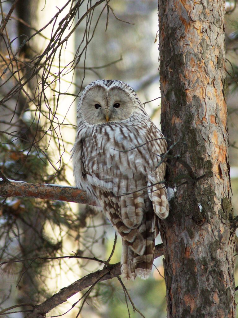Puštík bělavý (Strix uralensis)