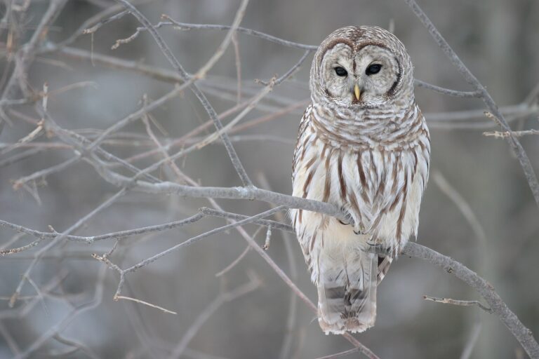 Puštík proužkovaný (Strix varia)