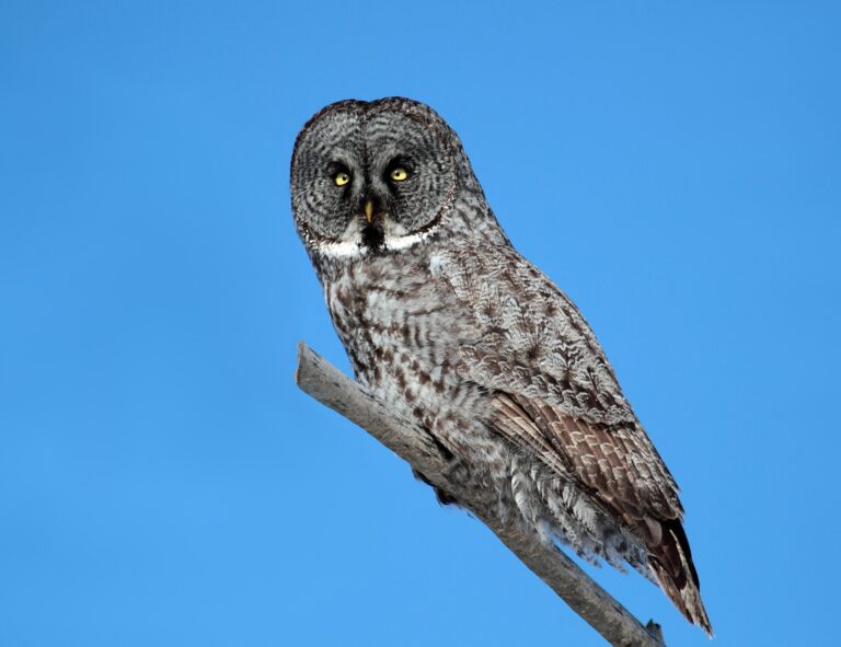 Puštík vousatý (Strix nebulosa)