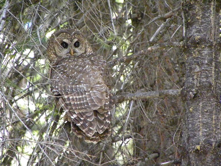 Puštík západní (Strix occidentalis)