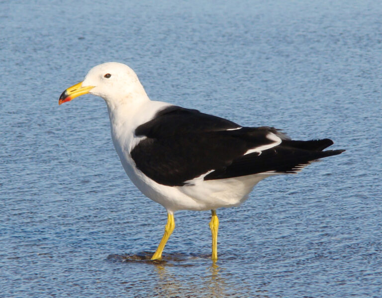 Racek argentinský (Larus atlanticus)