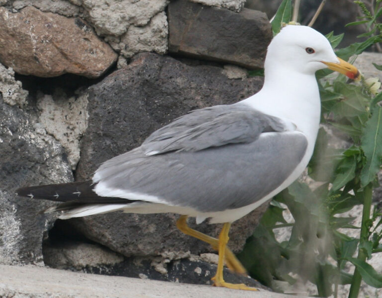 Racek arménský Racek arménský (Larus armenicus)