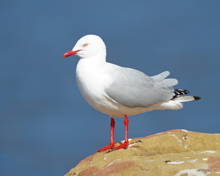 Racek australský (Chroicocephalus novaehollandiae)