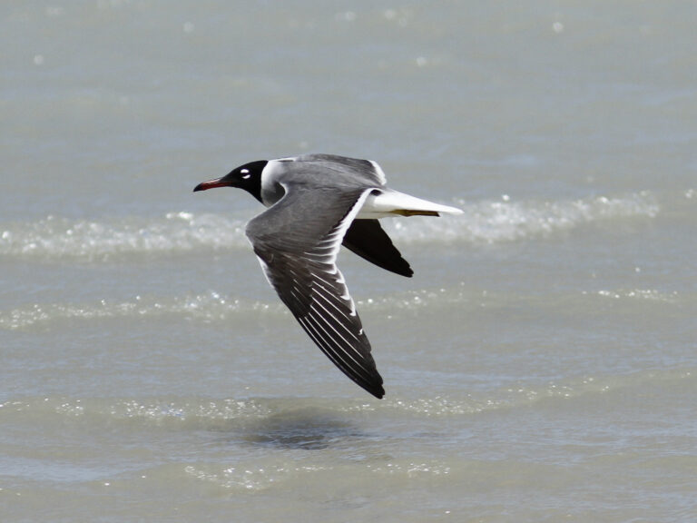 Racek bělooký (Ichthyaetus leucophthalmus)