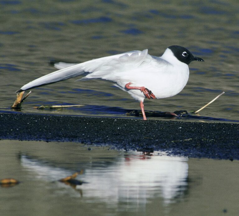 Racek bonapartův (Chroicocephalus philadelphia)