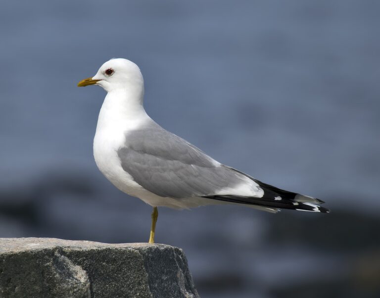 Racek bouřní (Larus canus)