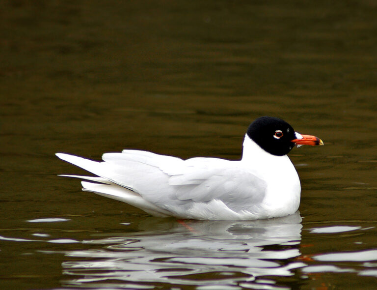 Racek černohlavý (Ichthyaetus melanocephalus)