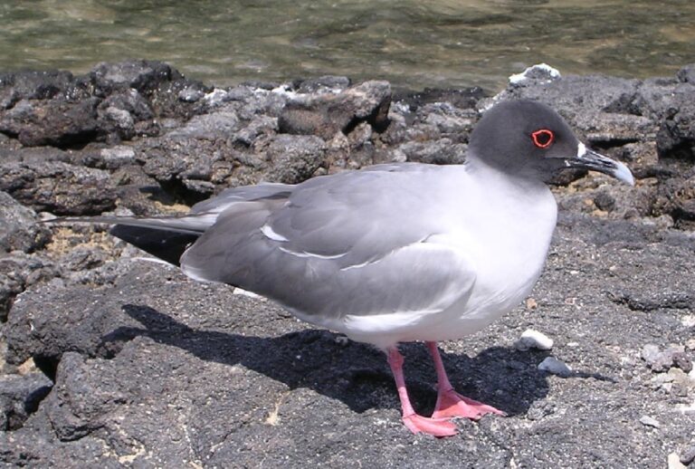 Racek galapážský (Creagrus furcatus)