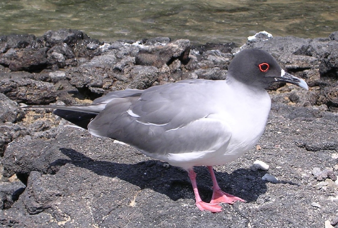 Racek galapážský