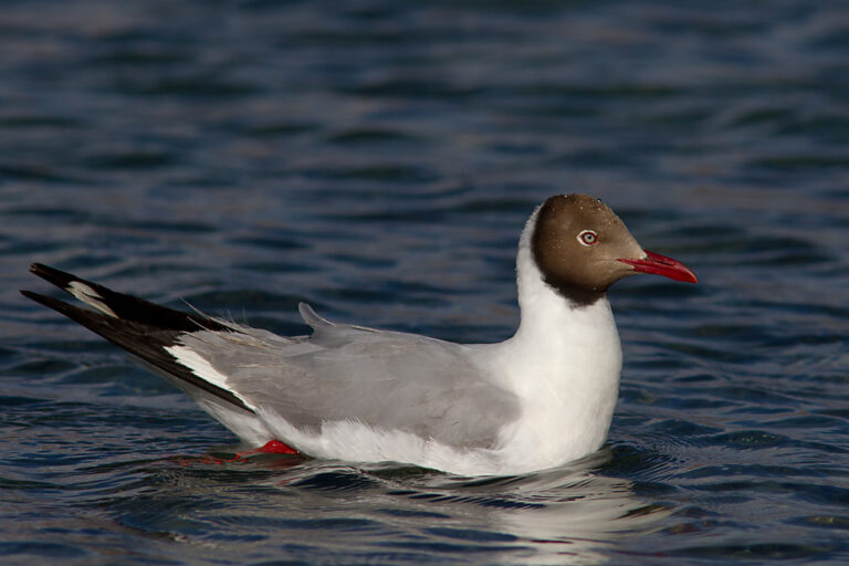 Racek hnědohlavý (Chroicocephalus brunnicephalus)