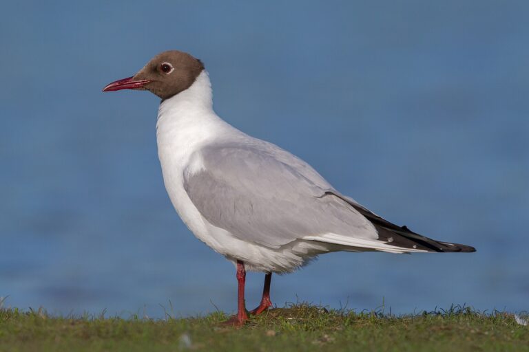 Racek chechtavý (Chroicocephalus ridibundus)