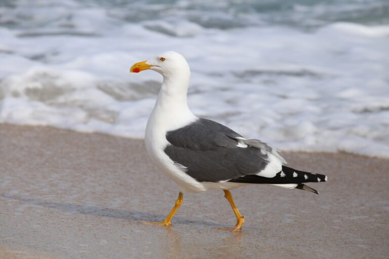 Racek kalifornský (Larus livens)