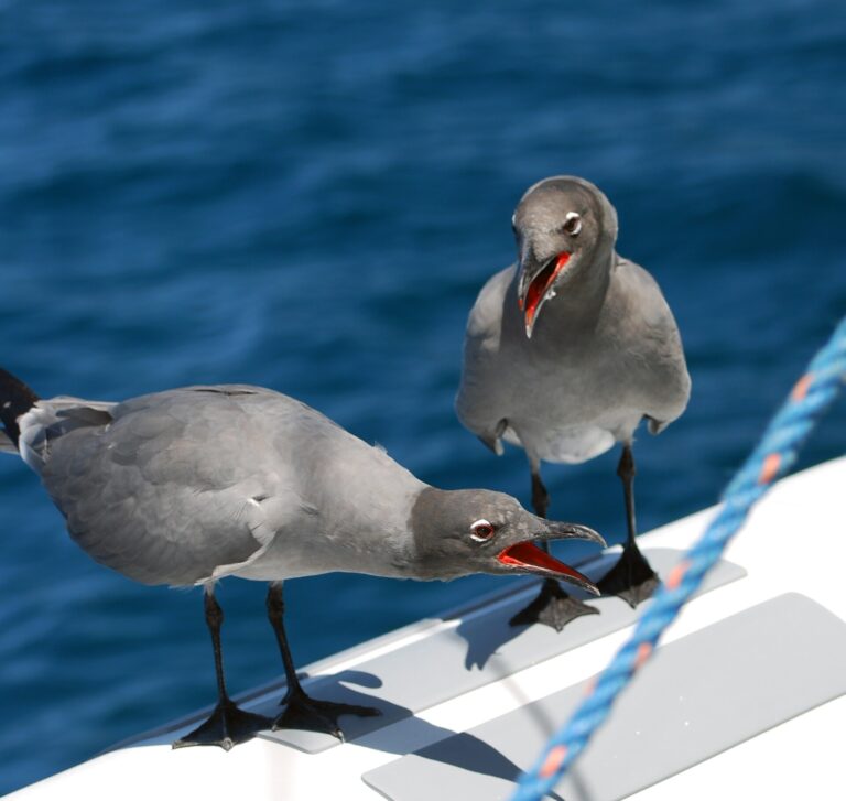 Racek lávový Racek lávový (Leucophaeus fuliginosus)