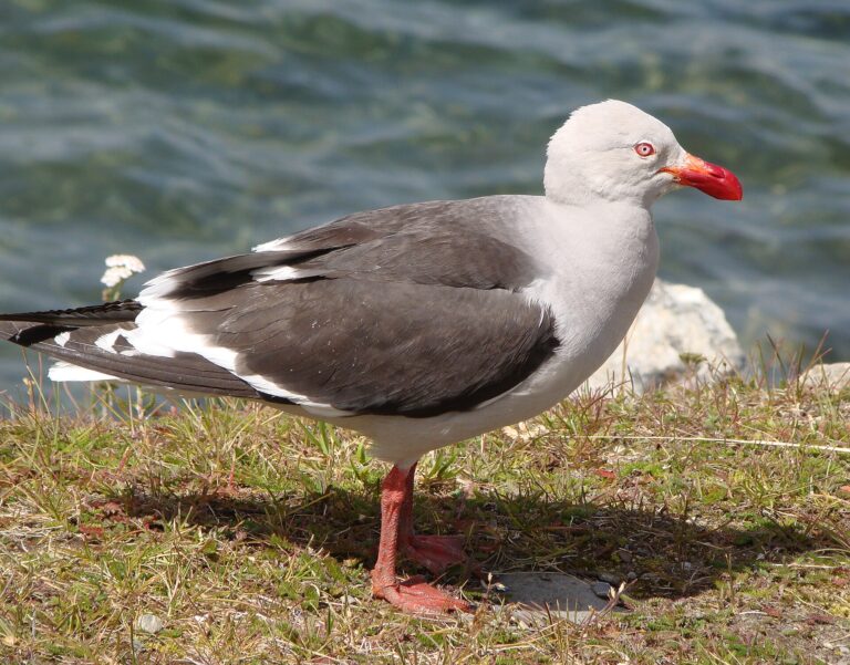 Racek magellanský (Leucophaeus scoresbii)