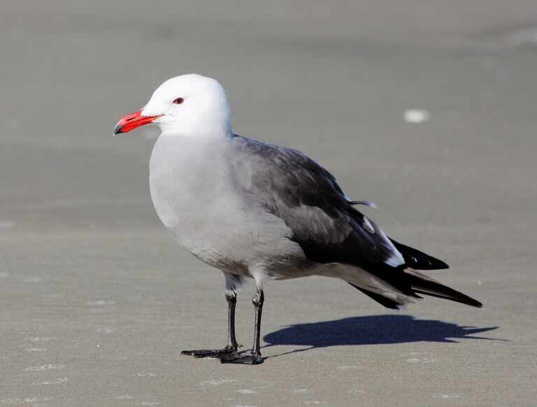 Racek mexický (Larus heermanni)