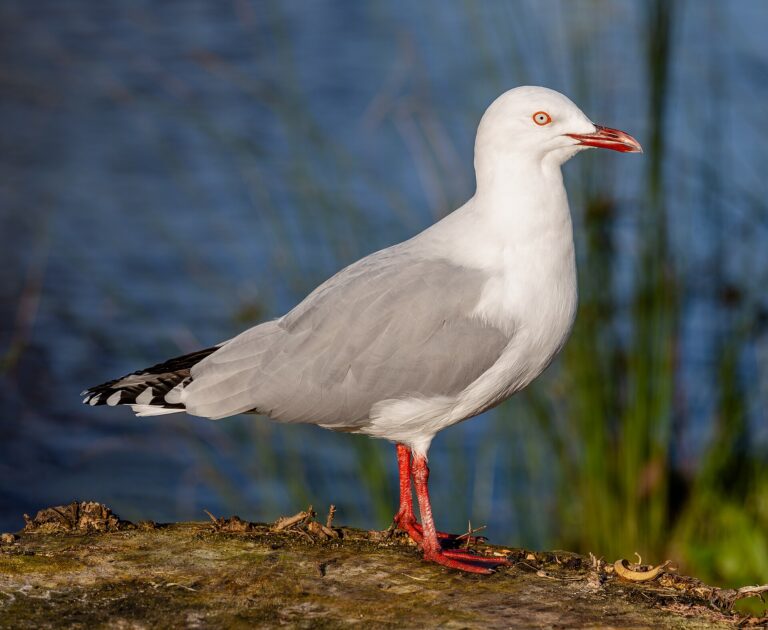 Racek novozélandský Racek novozélandský (Chroicocephalus scopulinus)