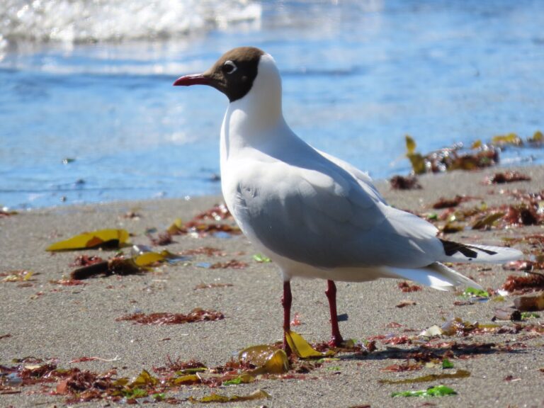 Racek patagonský (Chroicocephalus maculipennis)