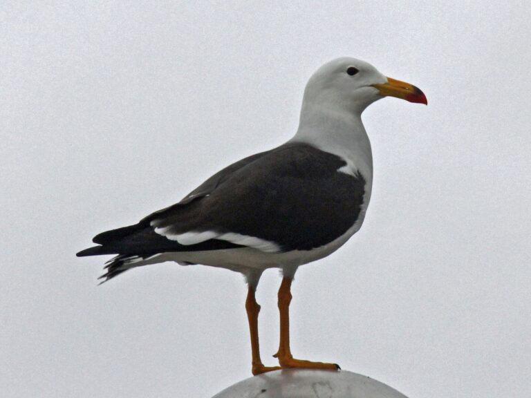 Racek pruhoocasý Racek pruhoocasý (Larus belcheri)