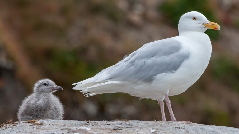 Racek šedý Racek šedý (Larus hyperboreus)