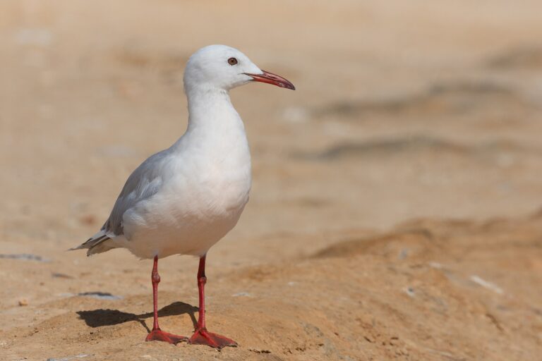 Racek tenkozobý (Chroicocephalus genei)