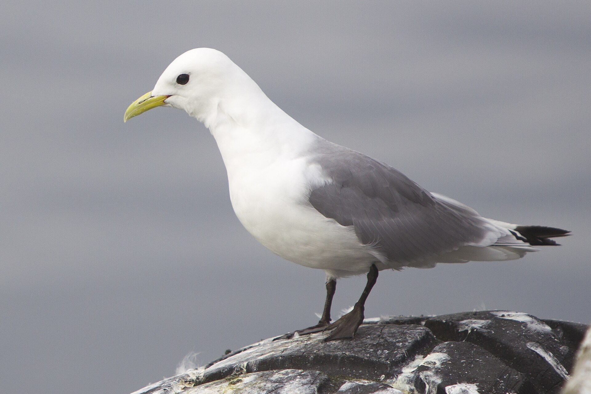 Racek tříprstý