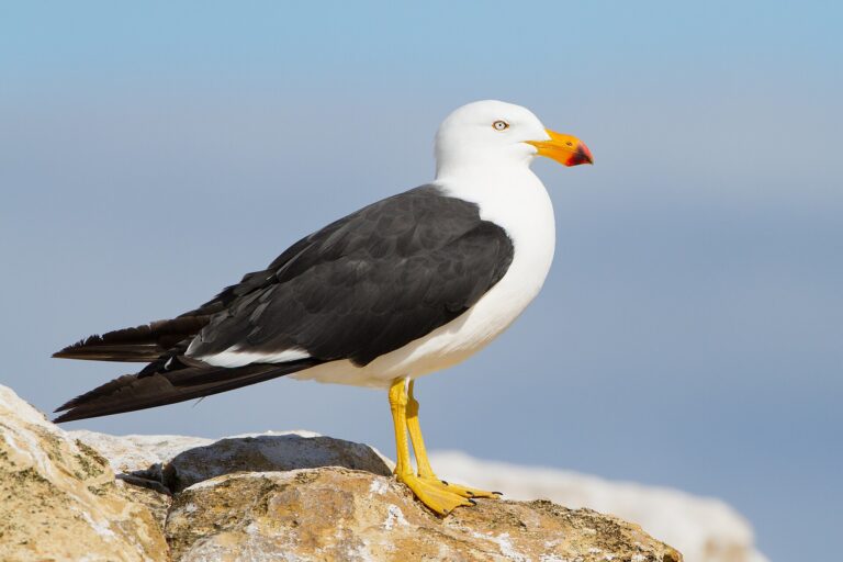 Racek velkozobý (Larus pacificus)