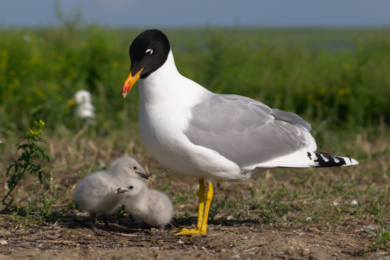 Racek velký (Ichthyaetus ichthyaetus)