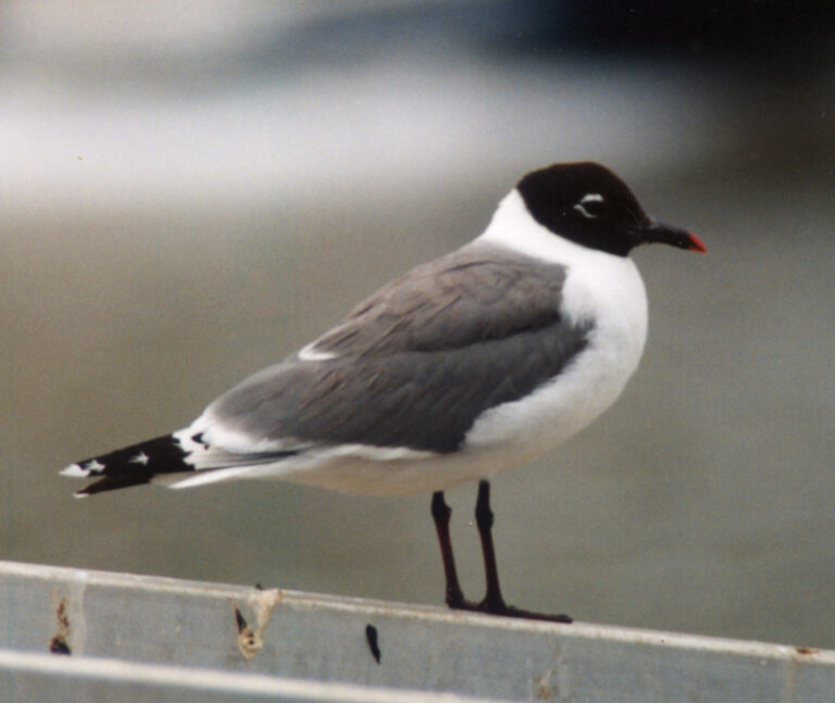 Racek vnitrozemský (Leucophaeus pipixcan)