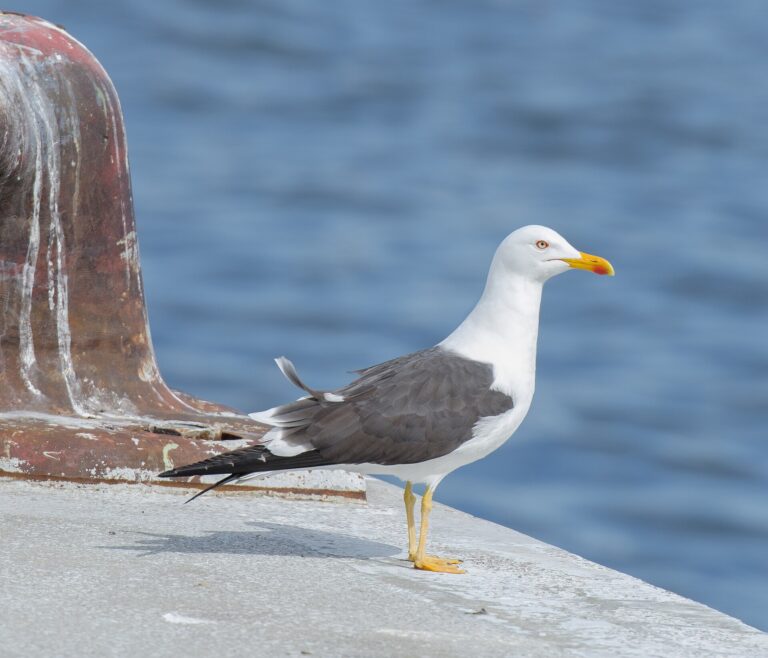 Racek žlutonohý (Larus fuscus)