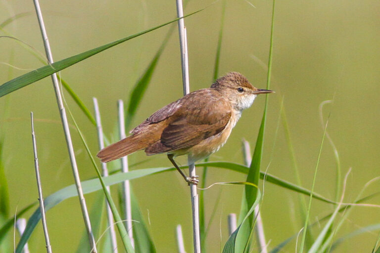 Rákosník obecný (Acrocephalus scirpaceus)