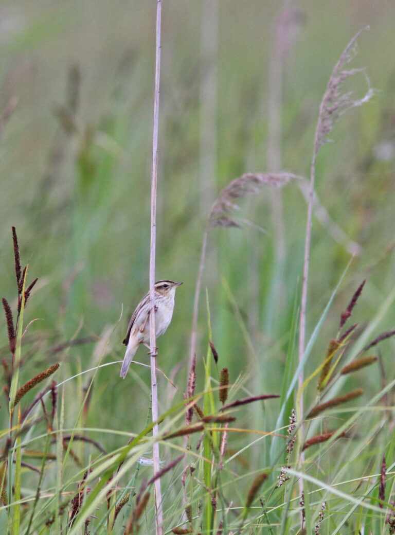 Rákosník ostřicový (Acrocephalus paludicola)