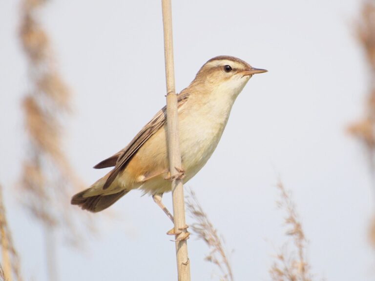 Rákosník proužkovaný Rákosník proužkovaný (Acrocephalus schoenobaenus)