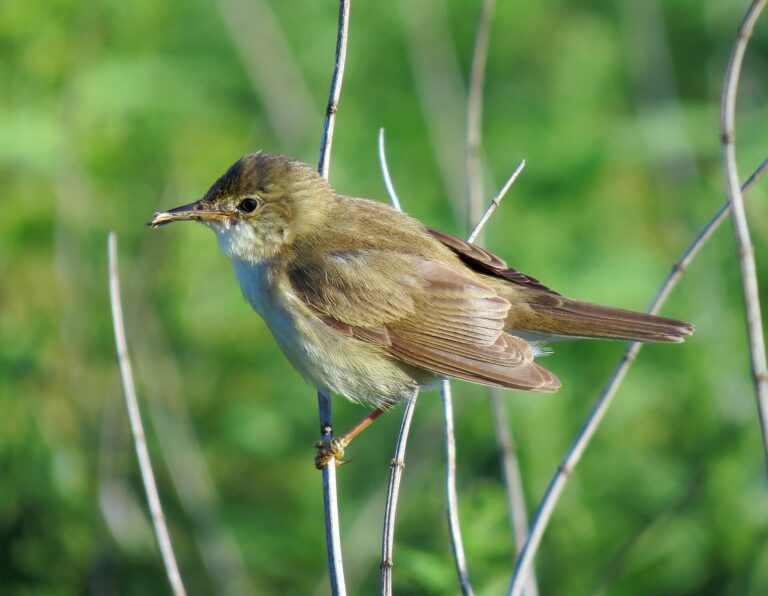 Rákosník zpěvný Rákosník zpěvný (Acrocephalus palustris)