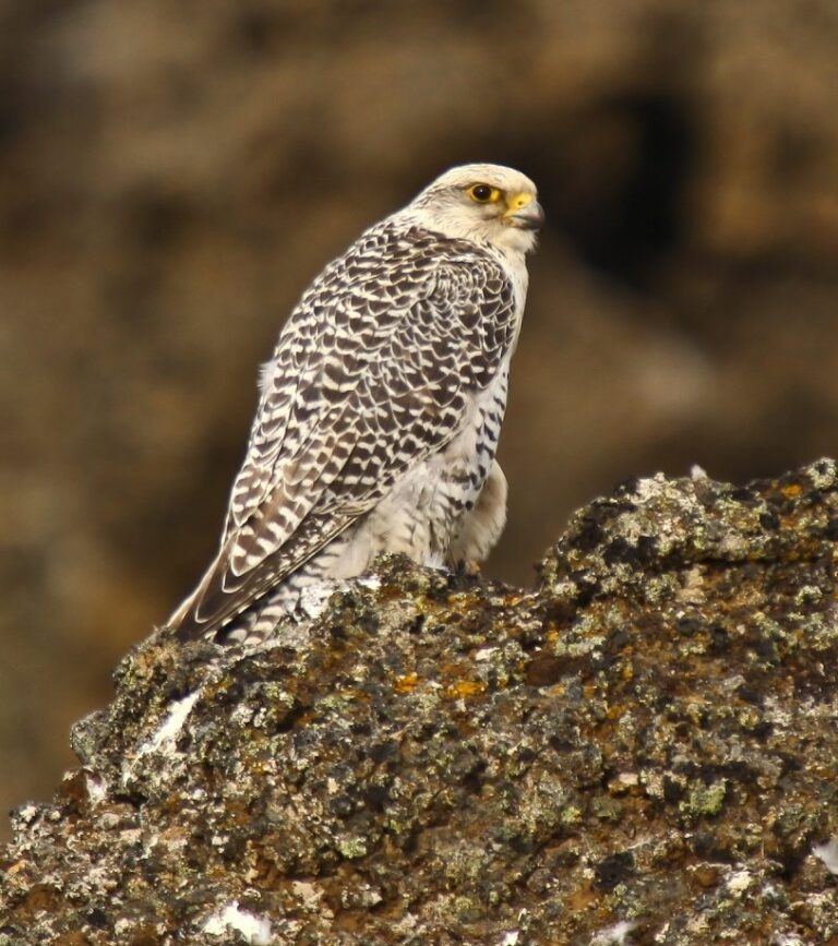 Raroh lovecký (Falco rusticolus)