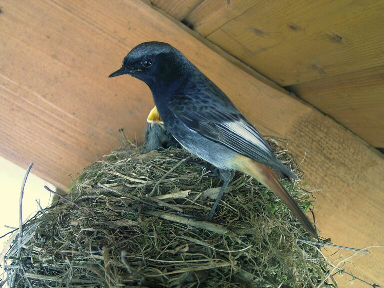 Rehek domácí (Phoenicurus ochruros)