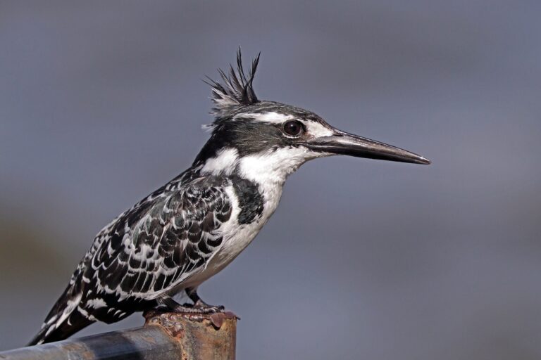 Rybařík jižní (Ceryle rudis)