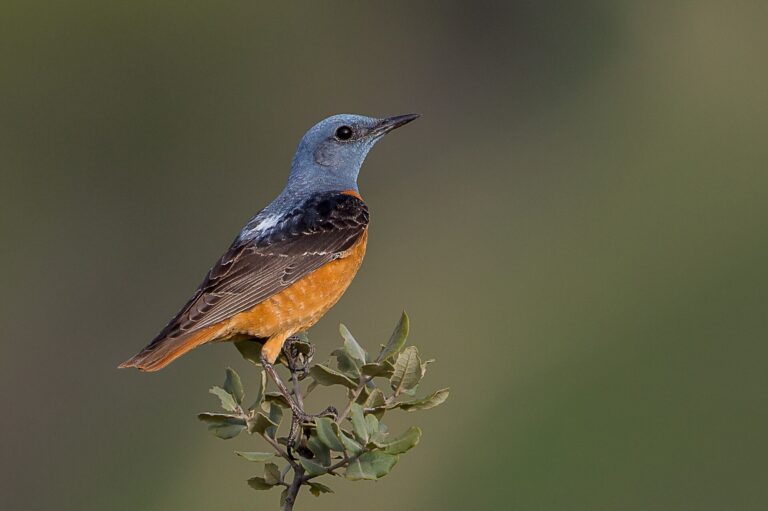 Skalník zpěvný (Monticola saxatilis)