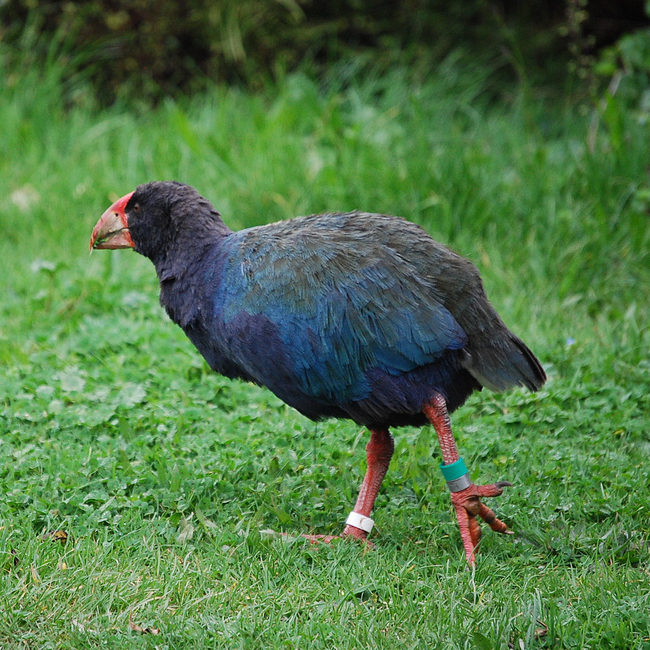 Slípka takahe