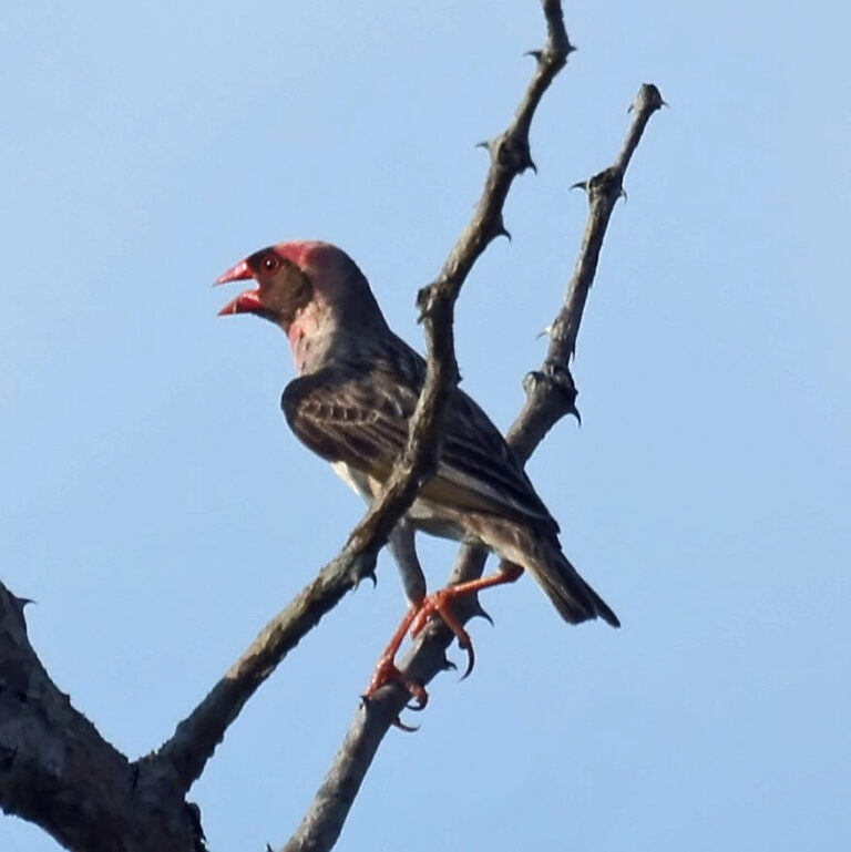 Snovač rudozobý (Quelea quelea)