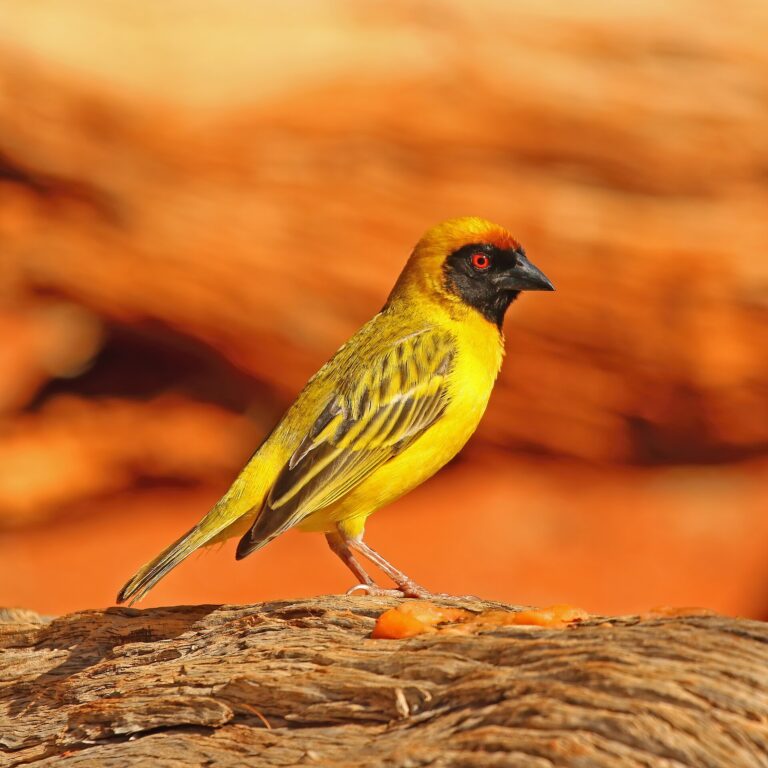 Snovač žlutý (Ploceus velatus)