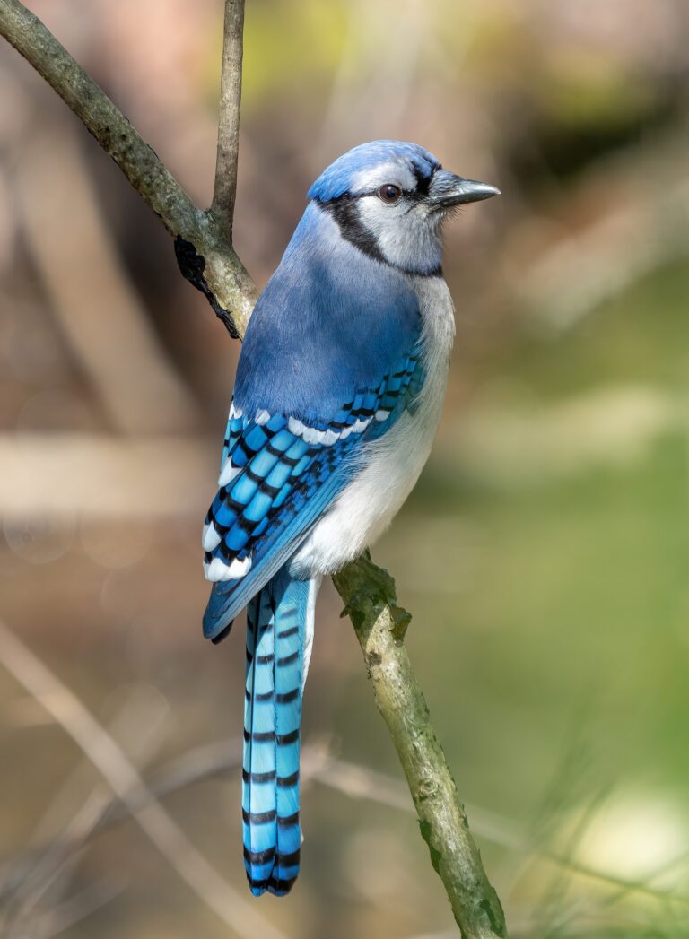 Sojka chocholatá (Cyanocitta cristata)