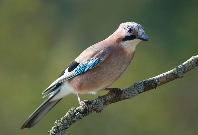 Sojka obecná (Garrulus glandarius)