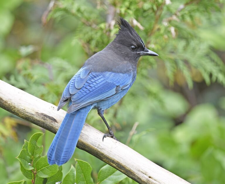 Sojka stellerova (Cyanocitta stelleri)