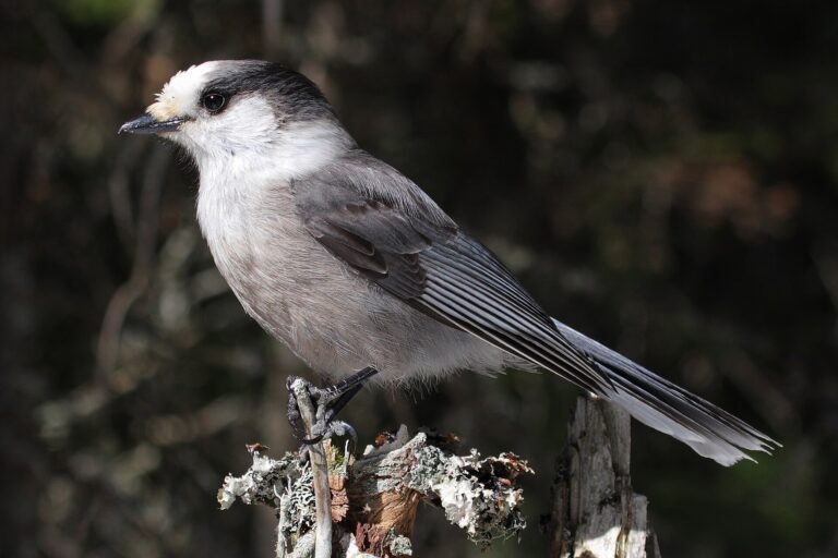 Sojka šedá (Perisoreus canadensis)
