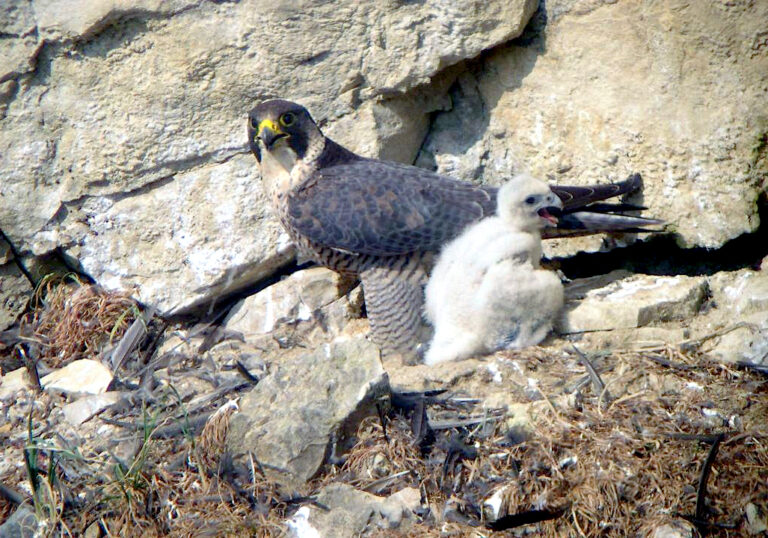 Sokol stěhovavý (Falco peregrinus)